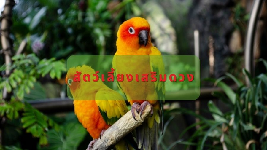 สัตว์เลี้ยงเสริมดวง
