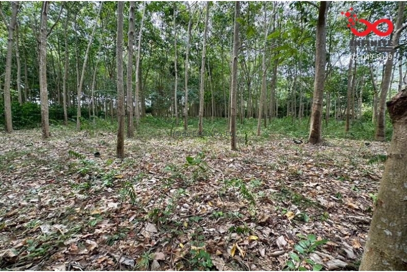 ขายที่ดิน เนื้อที่ 5 ไร่ 1 งาน  ถนนทวีราษฎร์ภักดี เกาะสมุย สุราษฎร์ธานี