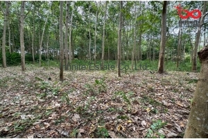 89919, ขายที่ดิน เนื้อที่ 5 ไร่ 1 งาน  ถนนทวีราษฎร์ภักดี เกาะสมุย สุราษฎร์ธานี