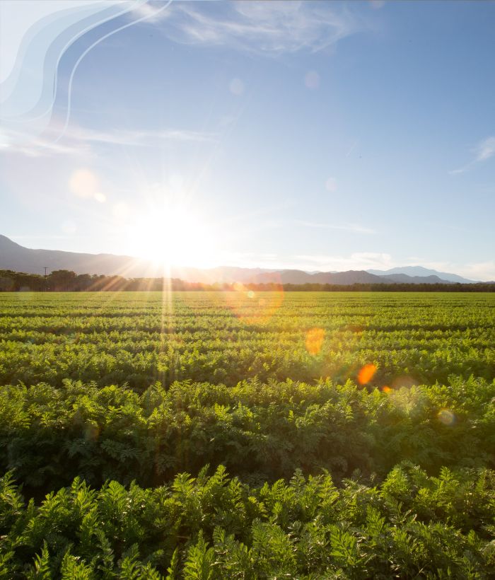 ที่ิดิน